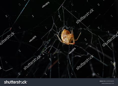 Triangulate Cobweb Triangulate Comb-foot Spider Steatoda Stock Photo 2197252075 | Shutterstock