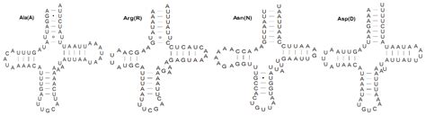 The Complete Mitochondrial Genome of the Pink Stem Borer, Sesamia ...