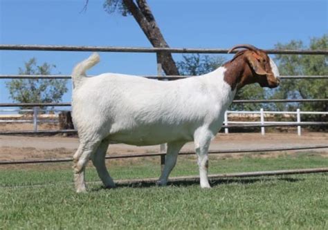 SK Boer Goats