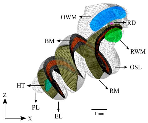 Finite Element Modeling of Residual Hearing after Cochlear Implant ...