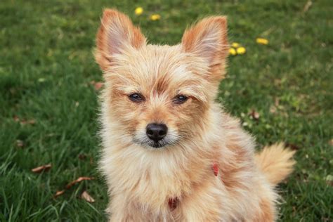 Yorkie Mixed Breeds