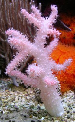 Akvaryumdaki Bazı Omurgasızlar