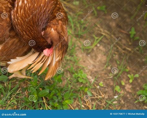 Chicken With Hairy Legs Royalty-Free Stock Photography | CartoonDealer ...