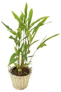 Greenursery Elaichi/Cardamom Plant Price in India - Buy Greenursery ...