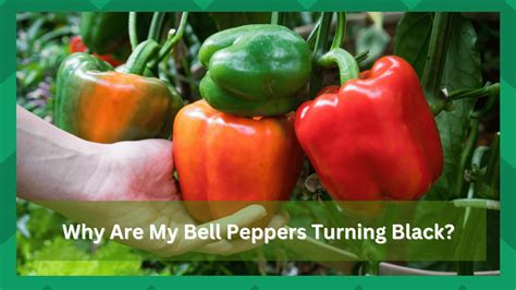 Why Are My Bell Peppers Turning Black? (4 Reasons) - Farmer Grows