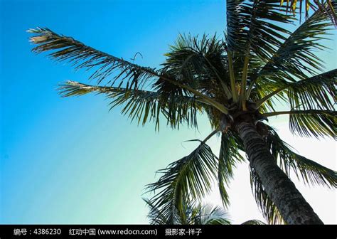 椰子树高清图片下载_红动中国