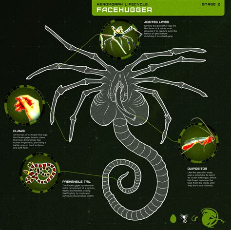 Image result for Alien Xenomorph Life Cycle