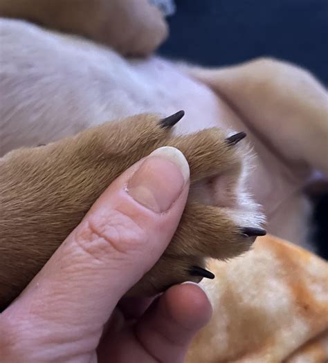 Webbed toes! : r/Catahoula