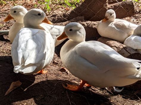 Buy White Call Duck Hatching Eggs 6 Online | Ubuy India
