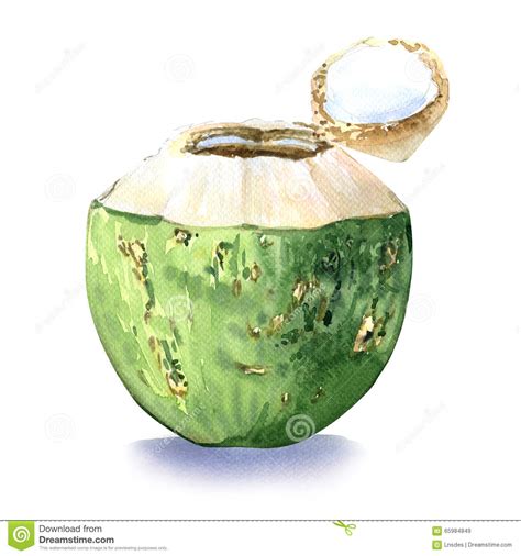 Green coconut, water drink stock illustration. Illustration of ...