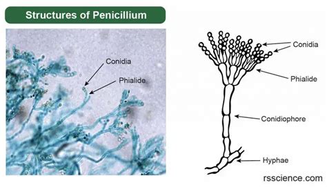 https://rsscience.com/wp-content/uploads/2023/02/basic-structures-of-Penicillium-768x440.jpg