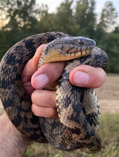 Diamondback Water Snakes