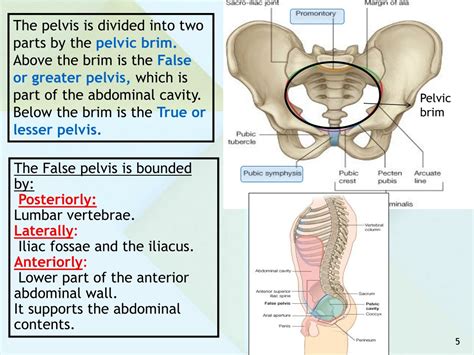 PPT - ANATOMY OF THE PELVIS PowerPoint Presentation, free download - ID ...