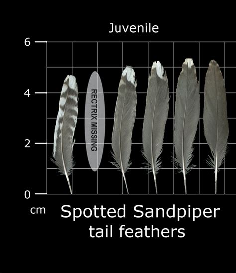 The Feather Atlas - Feather Identification and Scans - U.S. Fish and ...