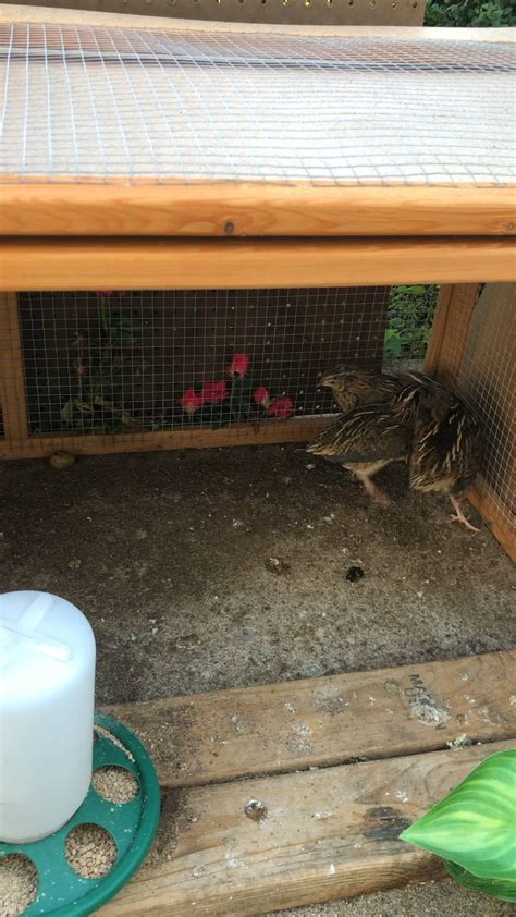 Quails start fighting when together. We isolated the males from females for a while because of ...