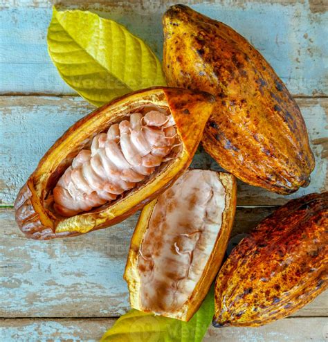 Cacao Fruit Pronunciation at Brittany Wertz blog
