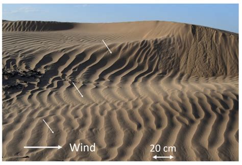 Numerical Simulations of Large Martian Impact Ripples