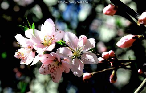 春天开花的树上的花白花高清图片下载-正版图片506481049-摄图网