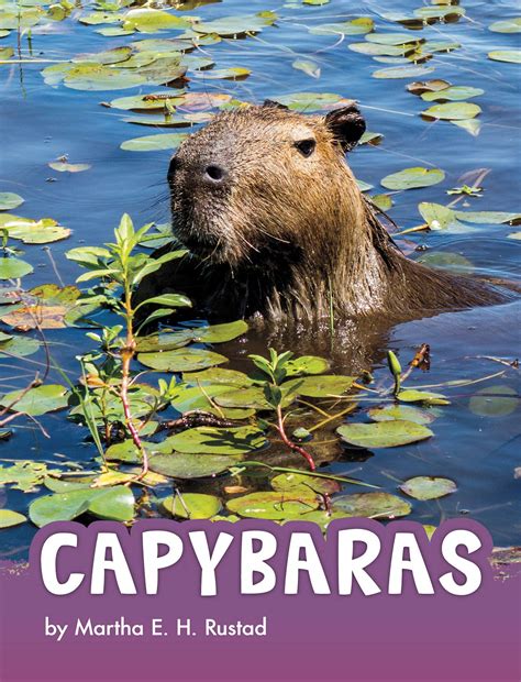 Buy Capybaras (Animals) Online at desertcartINDIA