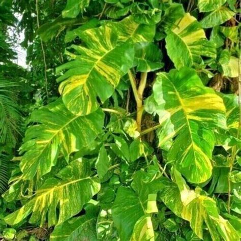 8Albo Monstera Node Variegated Cutting Rooted India | Ubuy