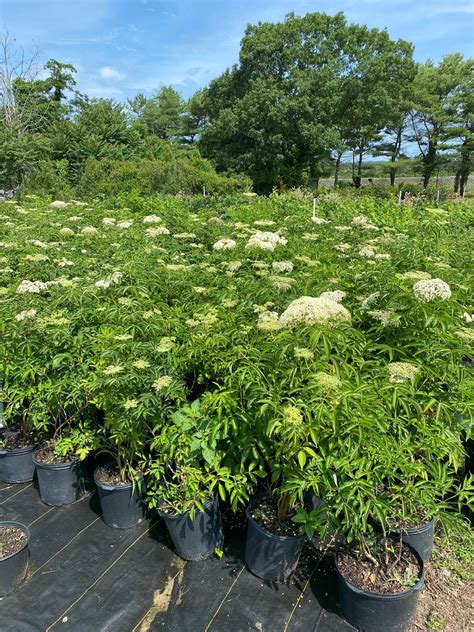 Sambucus canadensis- Elderberry - Long Island Natives