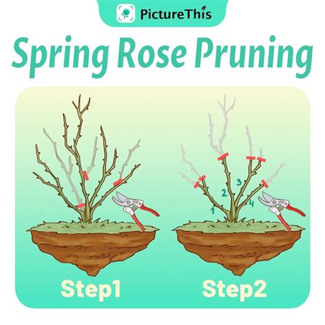 Spring Rose Pruning | Rose garden design, Summer flowers garden, Rose ...
