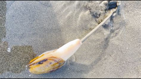 Image result for Razor Clam Digging