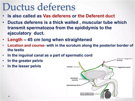 Length Of Vas Deferens