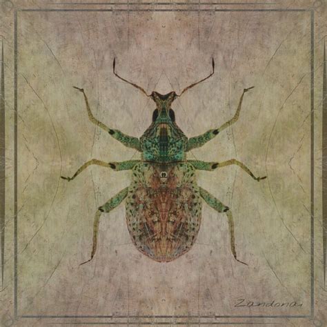 Image result for Insect V Insect