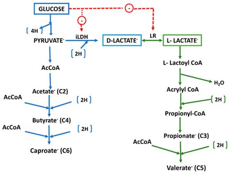 Megasphaera elsdenii: Its Role in Ruminant Nutrition and Its Potential ...