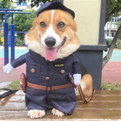 Costume de policier pour chien et chat, tenue amusante pour animaux de ...