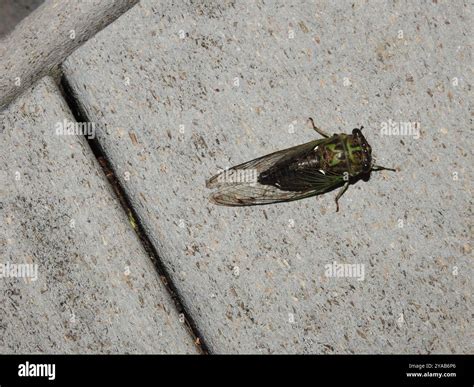 Dog-day Cicadas (Neotibicen) Insecta Stock Photo - Alamy
