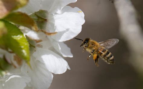 How to treat summer bug bites and stings - and when to call 999
