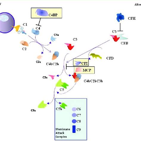 Image result for Complement Pathways Animation