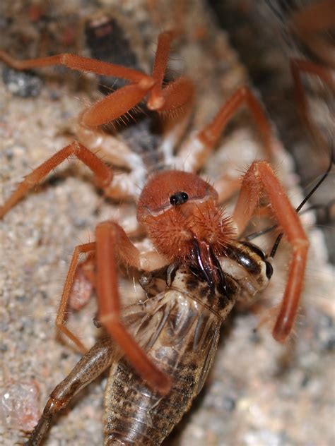 Camel Spider Fangs