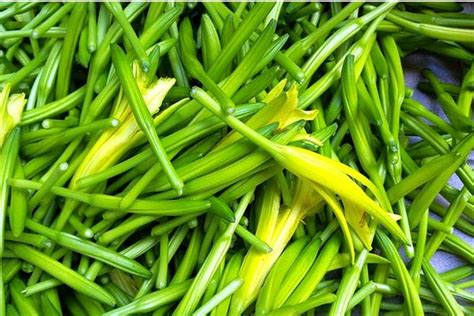 沈南村：发展黄花菜种植产业，助力贫困户脱贫致富 - 森林食品