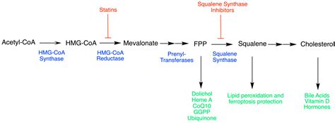 Unveiling the Therapeutic Potential of Squalene Synthase: Deciphering ...