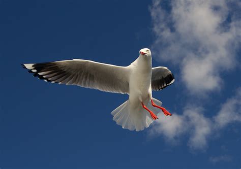 Fotos gratis : naturaleza, pájaro, ala, ave marina, volador, gaviota ...