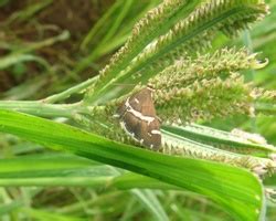 TNAU Agritech Portal :: Crop Protection