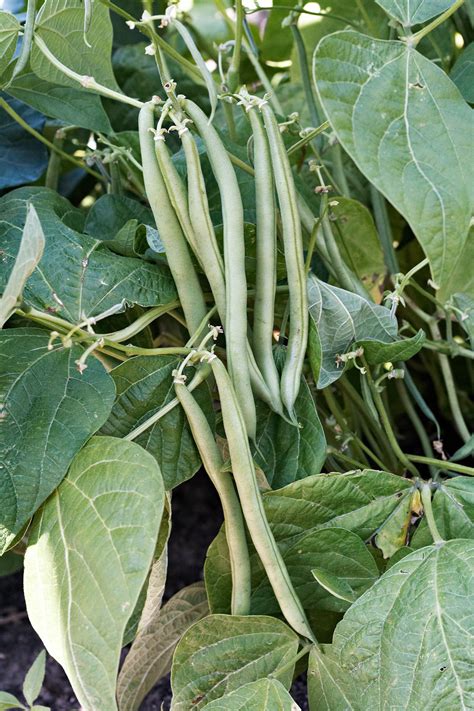 Image result for Falling Runner Beans