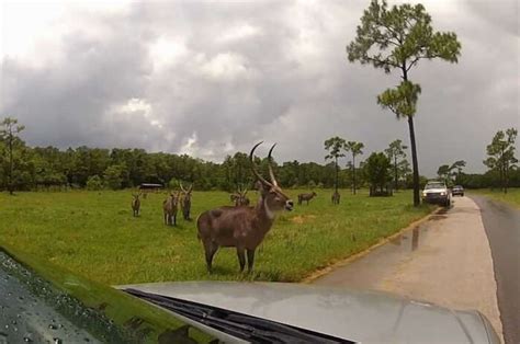 8 Top-Rated Safaris In Miami For Those Who Love The Wild!