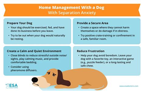 Image result for How to Help Dogs with Separation Anxiety
