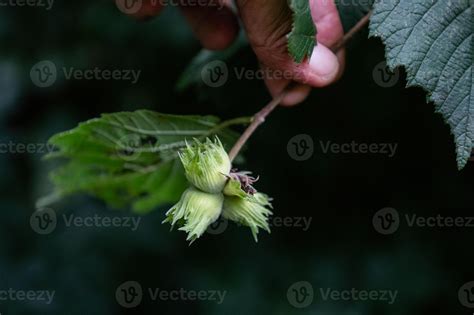 Image result for Hazelnut Tree Branch