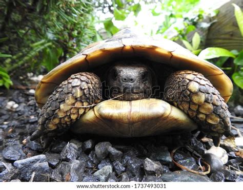 Image result for Turtle Pulled Inside Shell