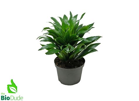 6" Pot Dracaena JC Compacta – The Bio Dude