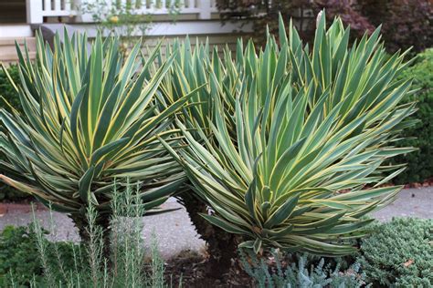 Yucca gloriosa (Spanish Dagger) - This yucca is an architectural ...