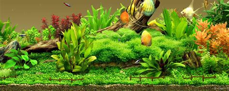 Fish Tank Backgrounds
