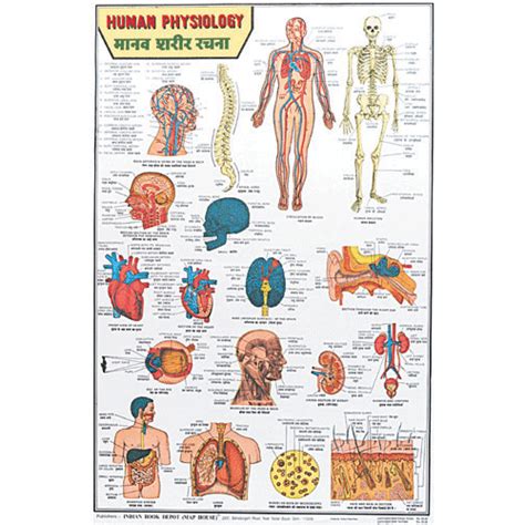 HUMAN PHYSIOLOGY (HINDI) CHART SIZE 50 X 75 CMS