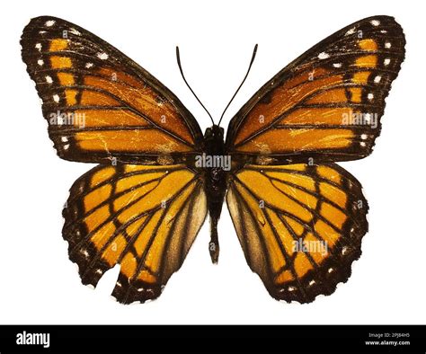 Male Viceroy Butterfly, Limenitis archippus, pinned specimen isolated on white background Stock ...