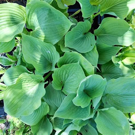 Funkia - Hosta 'Sum and Substance' ® C2